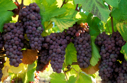pinot gris grapes